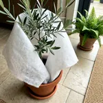 Quando coprire le piante e quali temono davvero il gelo