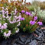 Erica o calluna? Le differenze da conoscere prima di piantare