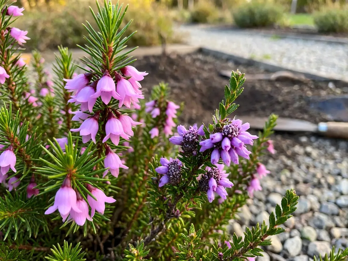 Erica o calluna? Le differenze da conoscere prima di piantare