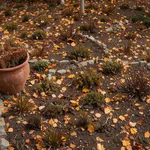 Perché le aiuole vanno coperte prima dell'inverno e quando farlo
