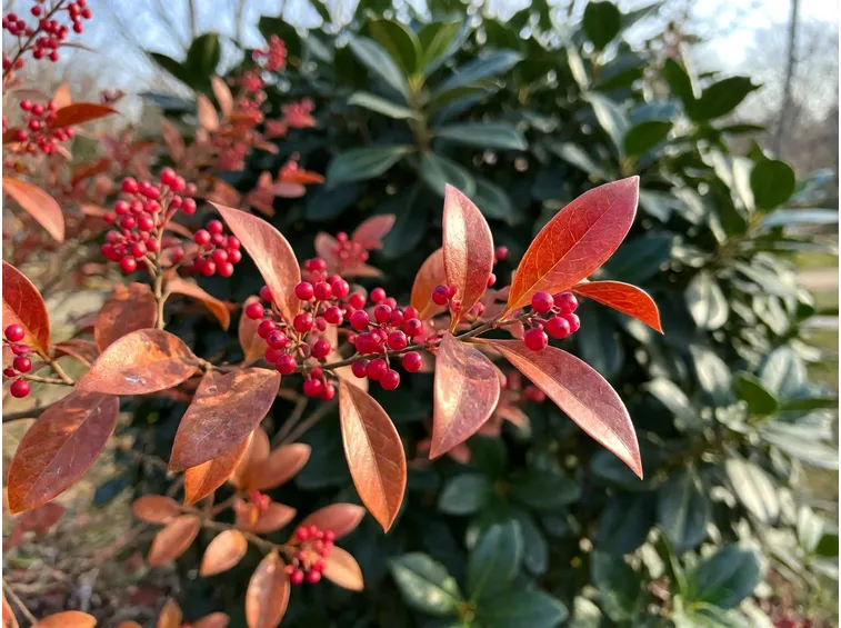 Fogliame e bacche: le sempreverdi che portano colore senza fiorire