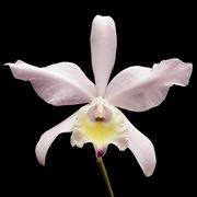 vasi trasparenti per orchidee