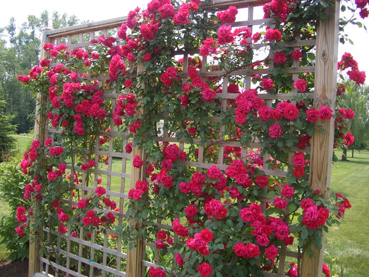 DanDiBo Griglia Per Rampicanti In Metallo 60cm - Autoportante, Effetto Ruggine, Per Rose E Edera In Giardino
